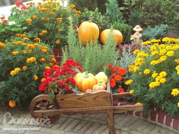Какие цветы посадить в клумбу в сентябре Какие цветы посадить в клумбу в сентябре