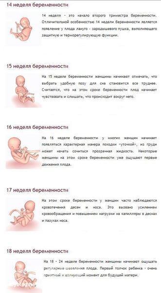 Пятый шестой месяц беременности