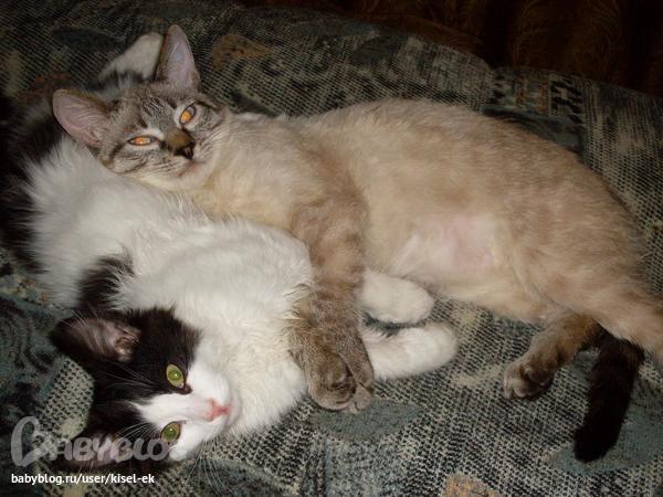 Лечение папиллом на вымени у коровы