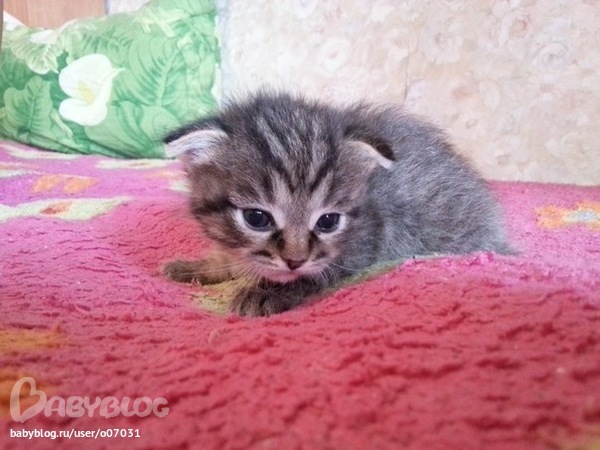 Ушки для котят Ушки для котят