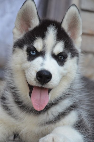 хаски ленд мошенники