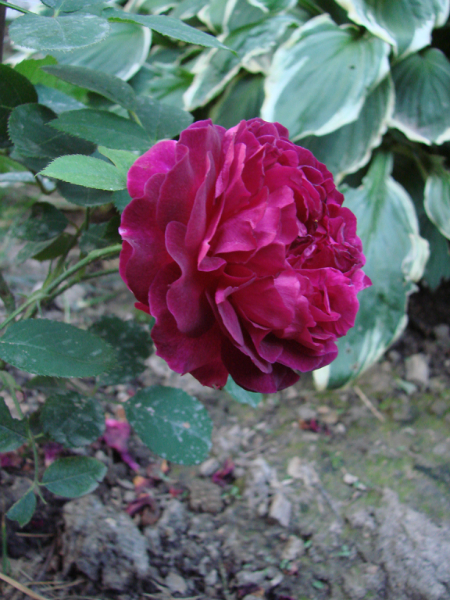 030431f51cdce3b5efe8dccb7bd6060a.jpg