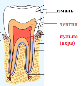 Строение зуба картинка для детей