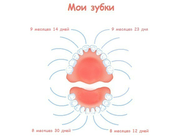 Зубы в 4 месяца форум