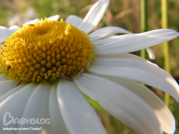 Бабочки,ирисы,алые маки,ромашки и стрекозка.
