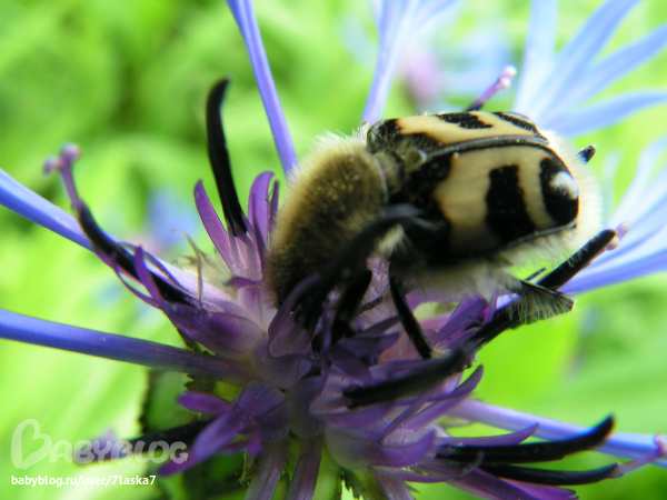 Бабочки,ирисы,алые маки,ромашки и стрекозка.