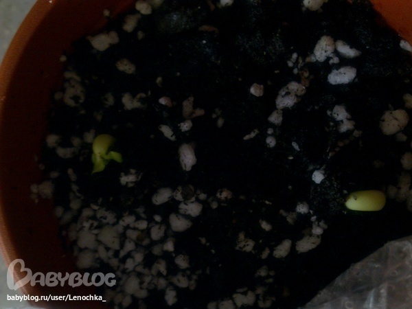 Привет, Адешечки!