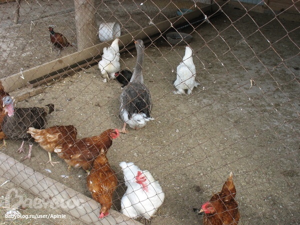 страусиная ферма и заповедник зубров. МО