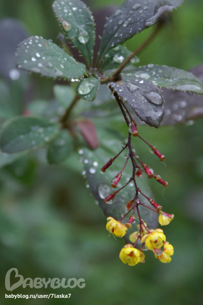 Бабочки,ирисы,алые маки,ромашки и стрекозка.