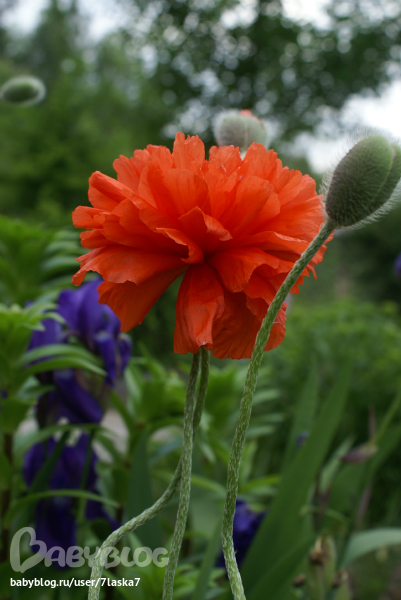 Бабочки,ирисы,алые маки,ромашки и стрекозка.