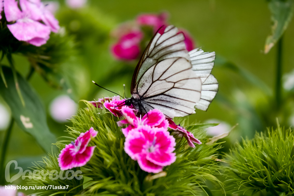 Бабочки,ирисы,алые маки,ромашки и стрекозка.
