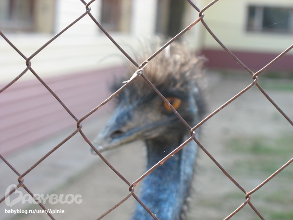 страусиная ферма и заповедник зубров. МО