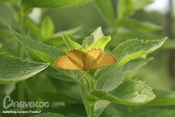 Бабочки,ирисы,алые маки,ромашки и стрекозка.