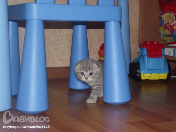 Новый член семьи:))))