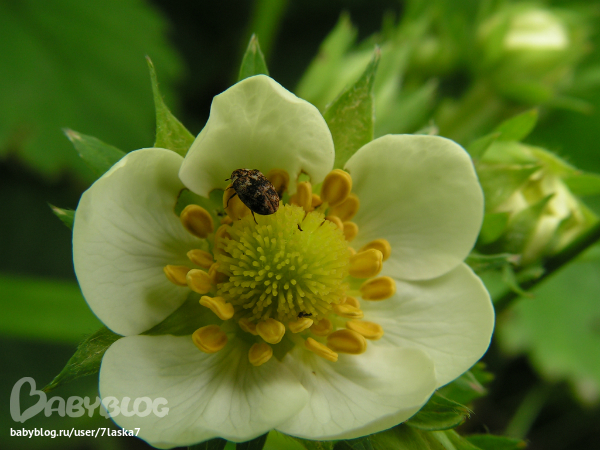 Бабочки,ирисы,алые маки,ромашки и стрекозка.