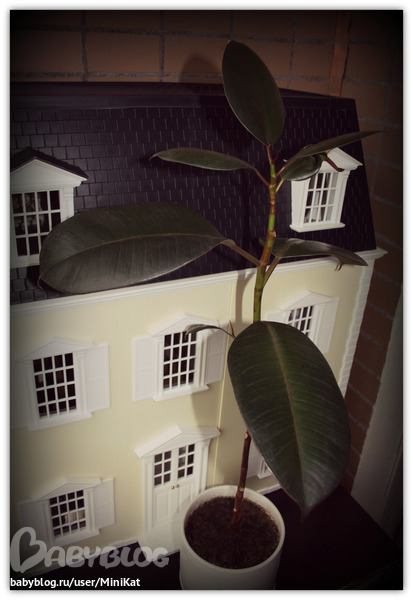 Мой фикус...