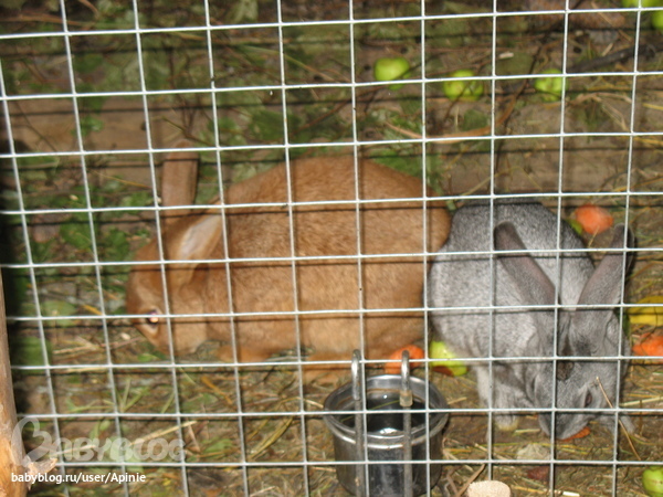 страусиная ферма и заповедник зубров. МО