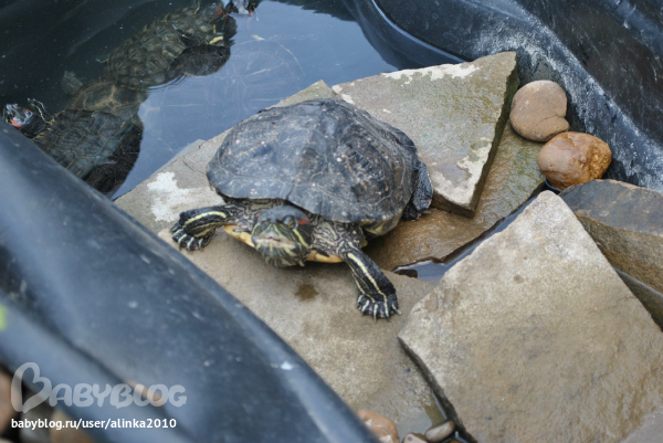 Лерочка, с ДНЁМ РОЖДЕНИЯ тебя!!!!!!