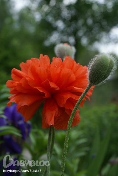 Бабочки,ирисы,алые маки,ромашки и стрекозка.
