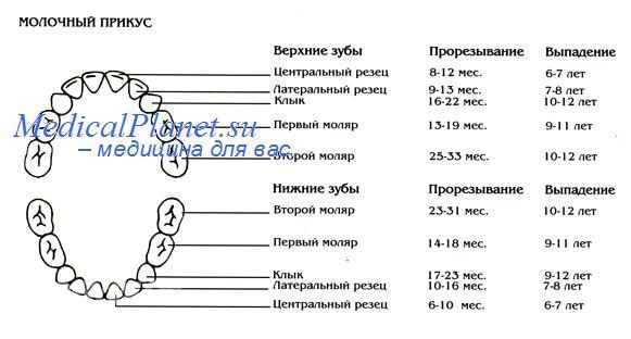 Верхний Глазной Зуб Где Находится Фото