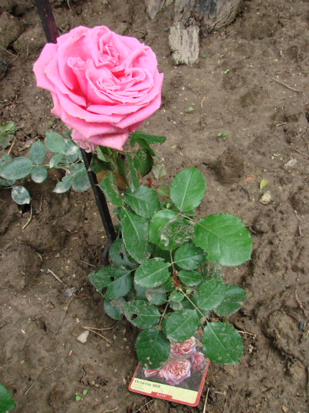 7f661d670ed5cd08932b0d4920bcdd80.jpg