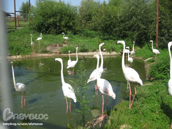 Парк птиц "Воробьи".