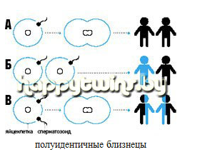 Почему однояйцевые близнецы имеют одинаковый генотип