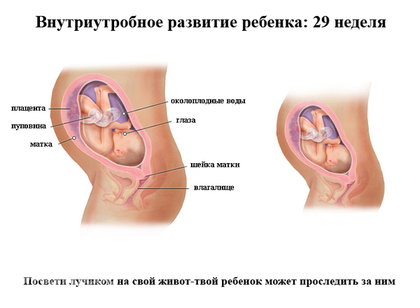 Развитие плода на 27 неделе беременности