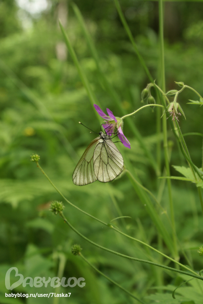 Бабочки,ирисы,алые маки,ромашки и стрекозка.