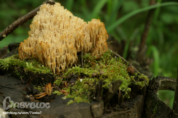 Бабочки,ирисы,алые маки,ромашки и стрекозка.