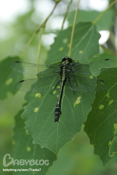 Бабочки,ирисы,алые маки,ромашки и стрекозка.