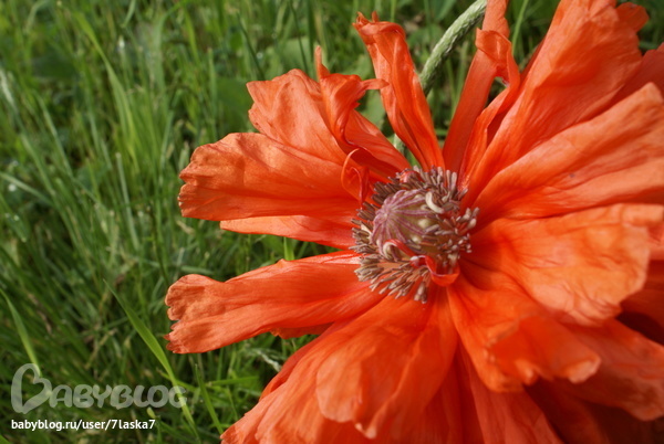 Бабочки,ирисы,алые маки,ромашки и стрекозка.