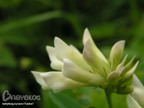 Бабочки,ирисы,алые маки,ромашки и стрекозка.