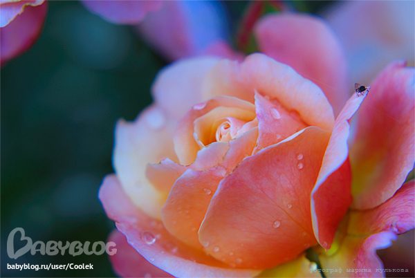 b6de8ff91da3d9af14c955066f5e4d14.jpg