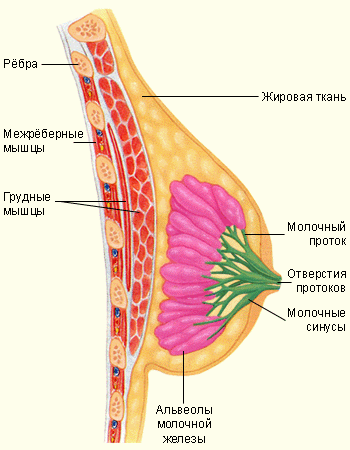 Схема женской груди