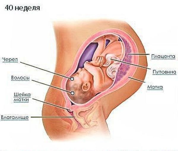 Неделя расположение. Ребёнок на 40 неделе беременности. 40 Неделя беременности матка.