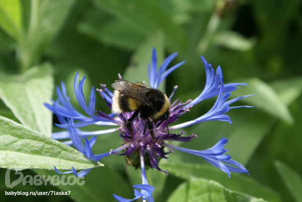 Бабочки,ирисы,алые маки,ромашки и стрекозка.
