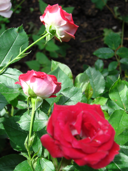 cee04a70f229abd46f50173b279d5ecf.jpg