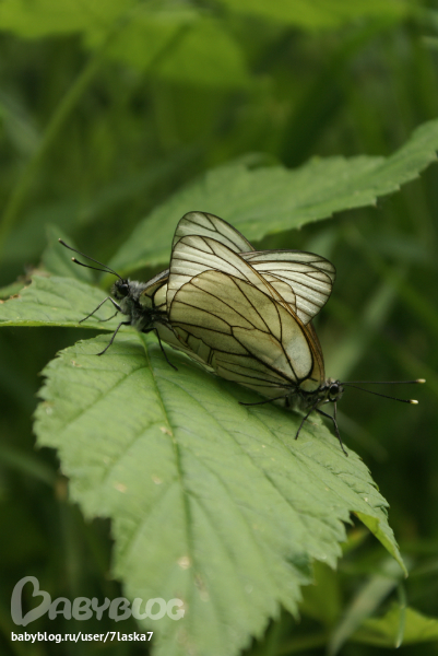 Бабочки,ирисы,алые маки,ромашки и стрекозка.