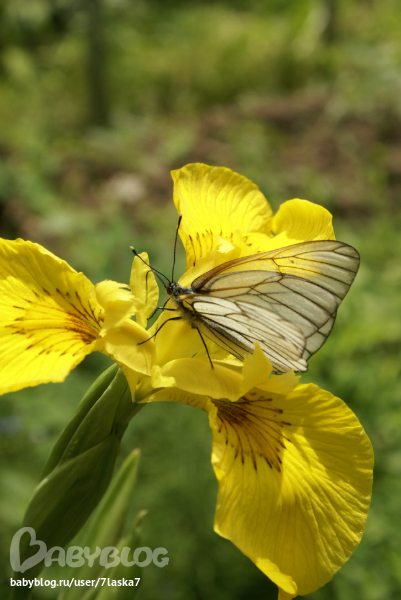 Бабочки,ирисы,алые маки,ромашки и стрекозка.