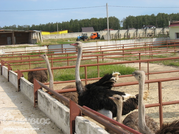 страусиная ферма и заповедник зубров. МО