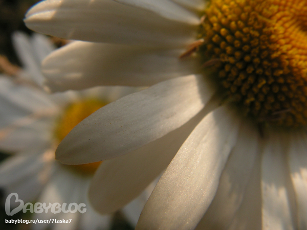 Бабочки,ирисы,алые маки,ромашки и стрекозка.