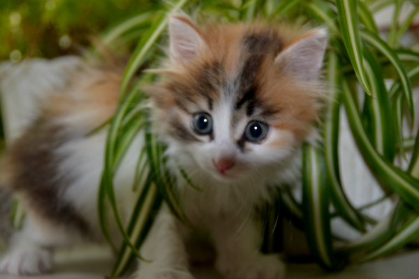 ef8951a4cc6d7ae1d20c0dd1dfa4868b.jpg